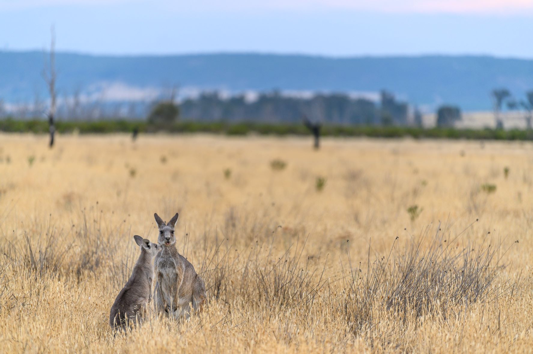 Image is by Rory O'Keefe. Taken during the day of a grassy plain, the grass is dry and yellow. In the foreground is two kangaroos, standing close together and looking towards teh camera. In the background are hazy dark purple hills. The sky is a bright blue.