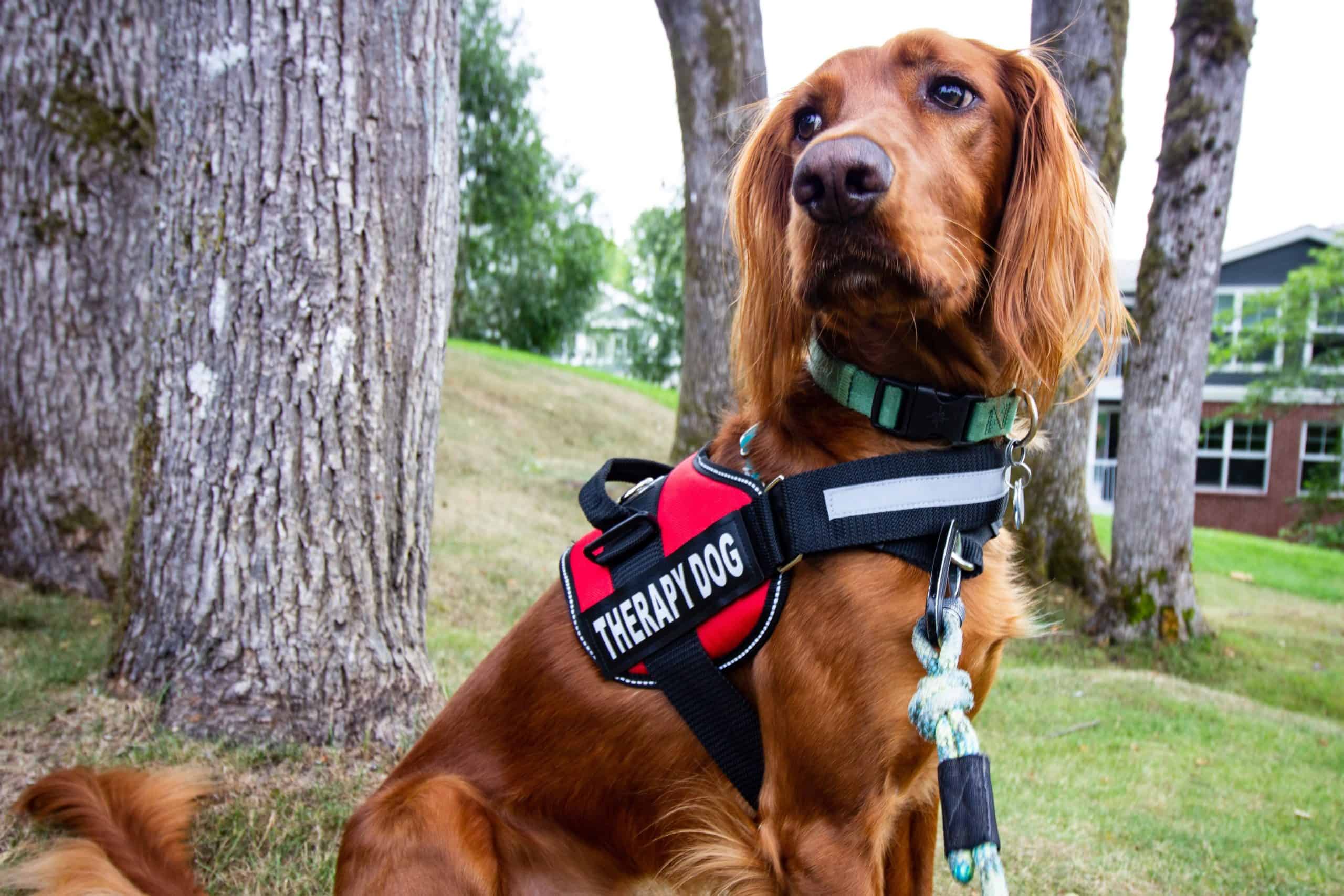 How therapy pets can help people living with CF