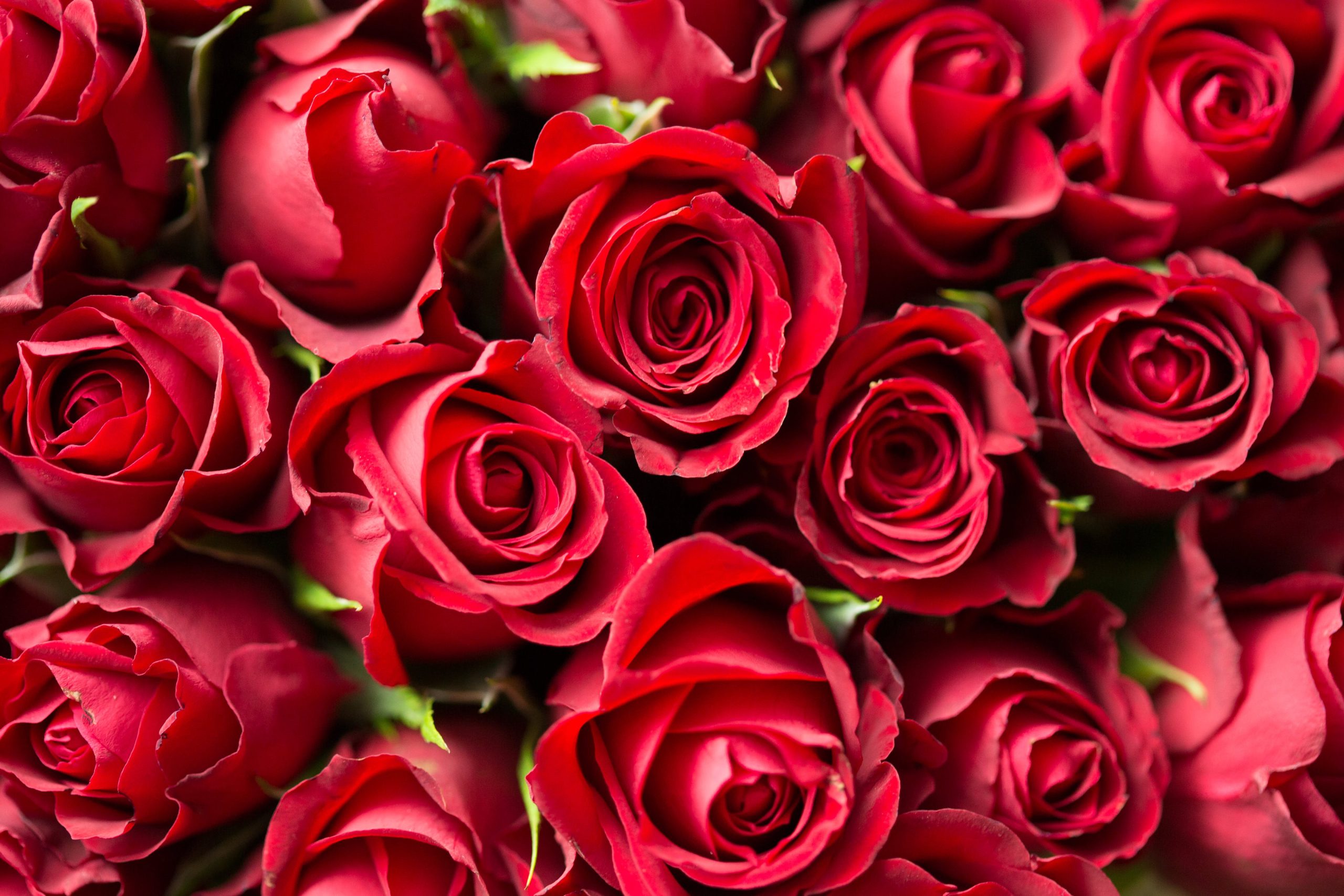 Podcast: How to navigate romantic relationships and CF